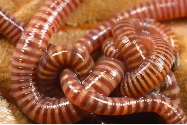 Single Tiger Worms