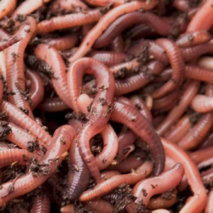 Dendrobaena worms